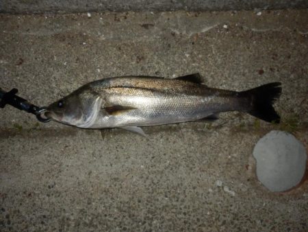 水面爆発‼イナッコ⁇パターン…